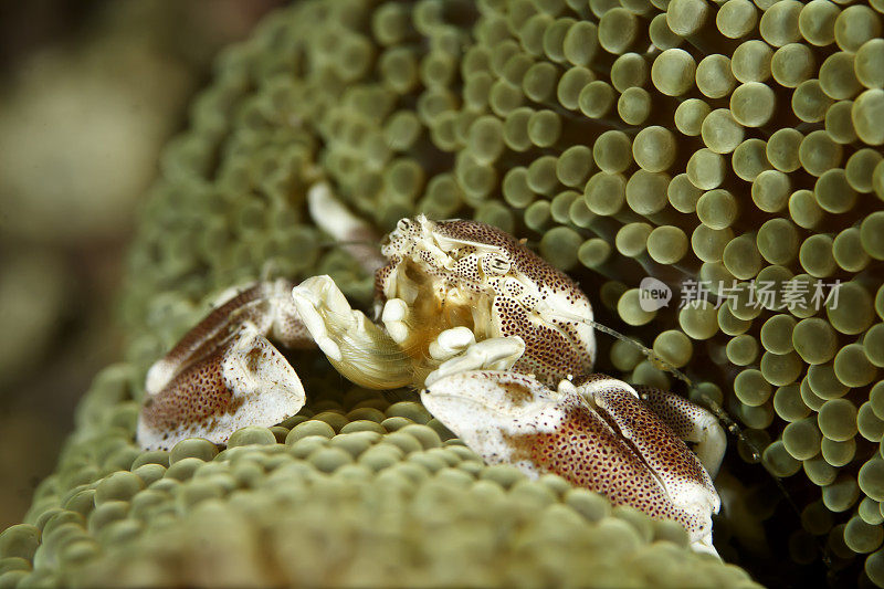 海葵上的瓷蟹(Neopetrolisthes maculatus)